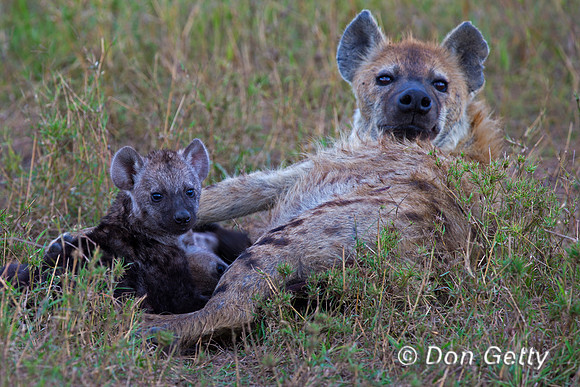 Spotted Hyena