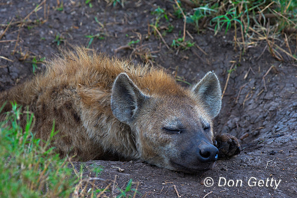 Spotted Hyena