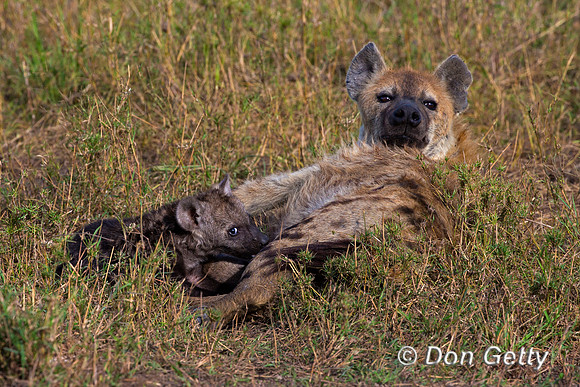 Spotted Hyena