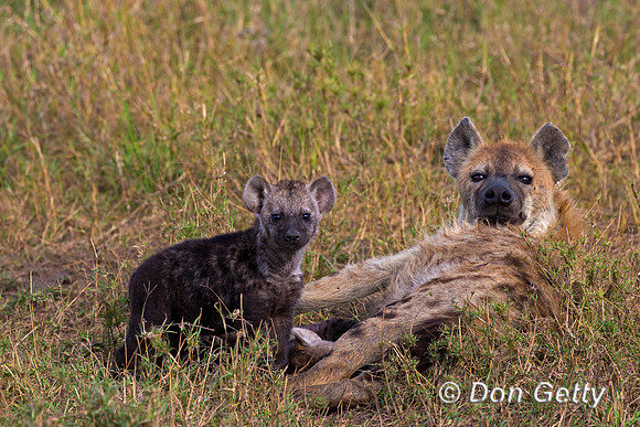 Spotted Hyena