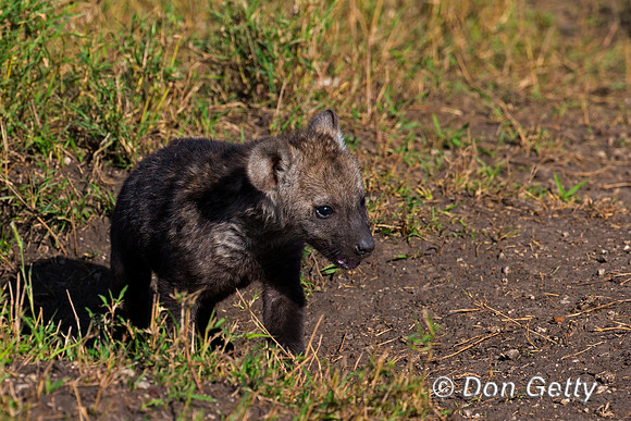 Spotted Hyena