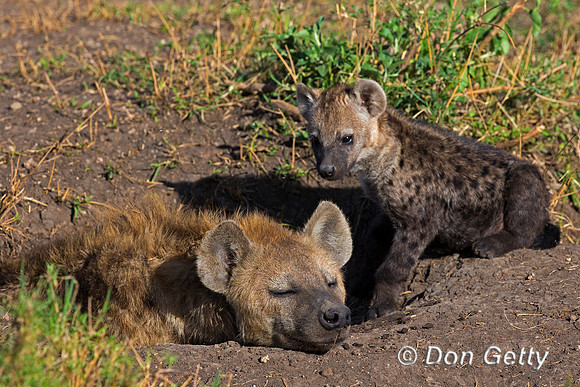 Spotted Hyena