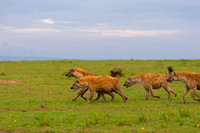 Spotted Hyena