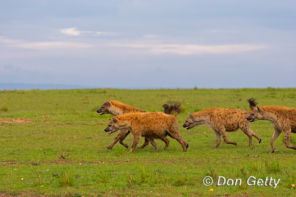 Spotted Hyena