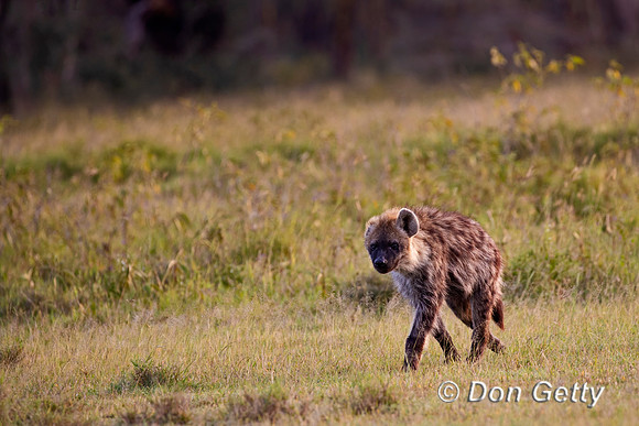 Spotted Hyena