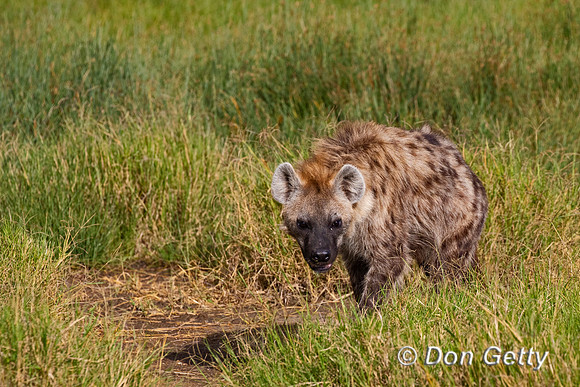 Spotted Hyena