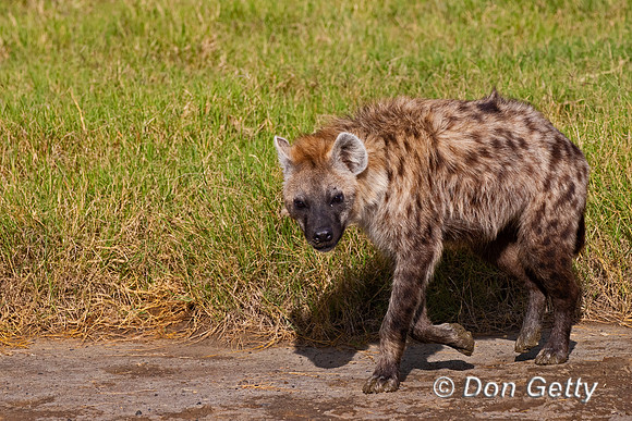 Spotted Hyena