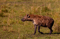 Spotted Hyena