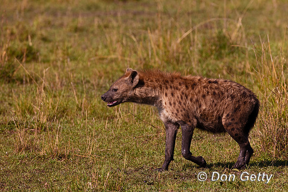 Spotted Hyena
