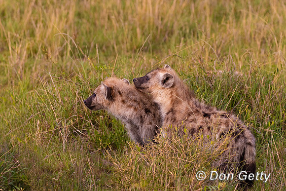 Spotted Hyena