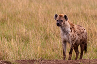 Spotted Hyena