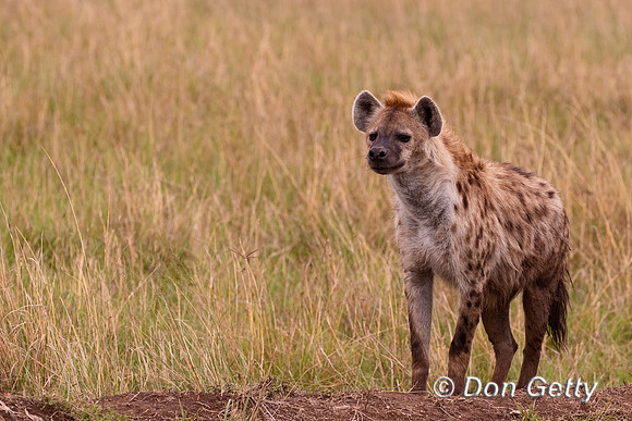 Spotted Hyena