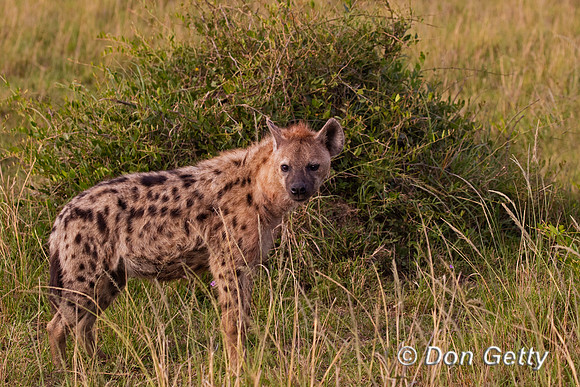 Spotted Hyena