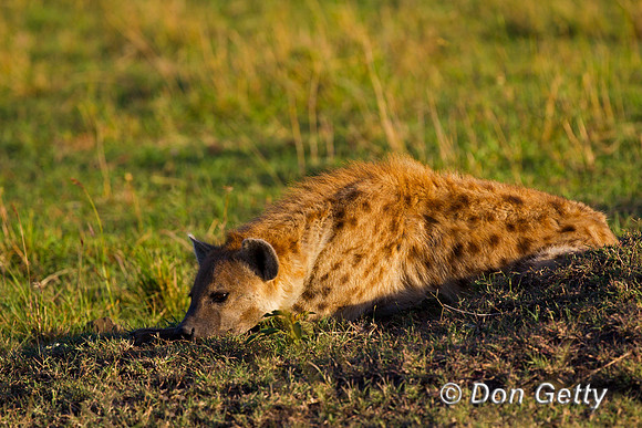 Spotted Hyena