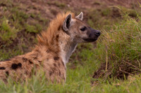 Spotted Hyena