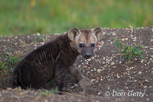 Spotted Hyena