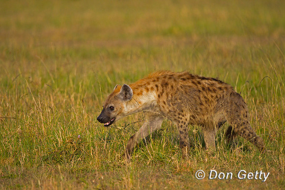 Spotted Hyena