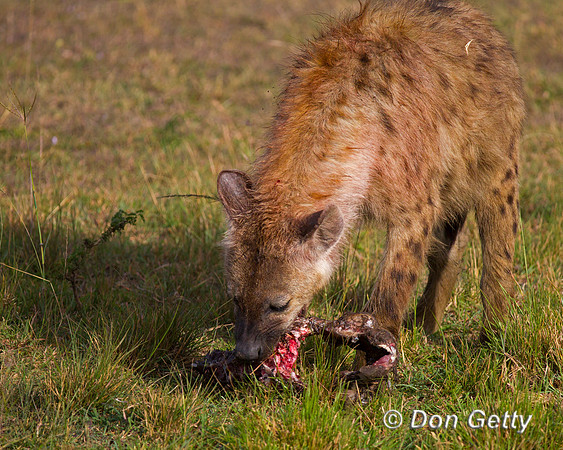 Spotted Hyena