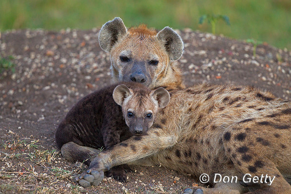 Spotted Hyena