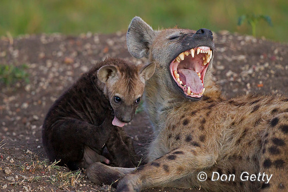 Spotted Hyena