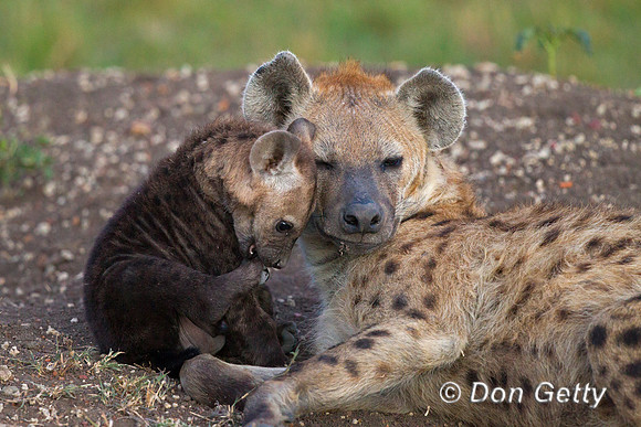 Spotted Hyena