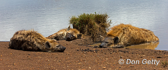 Spotted Hyena