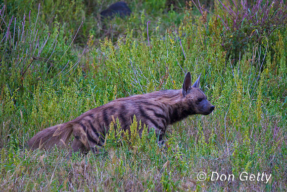 Striped Hyena