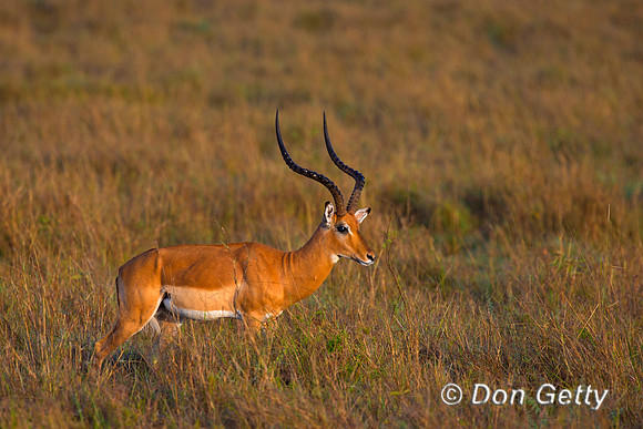 Impala