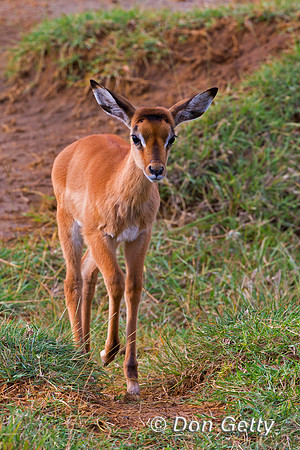 Impala