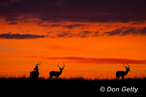 Impala