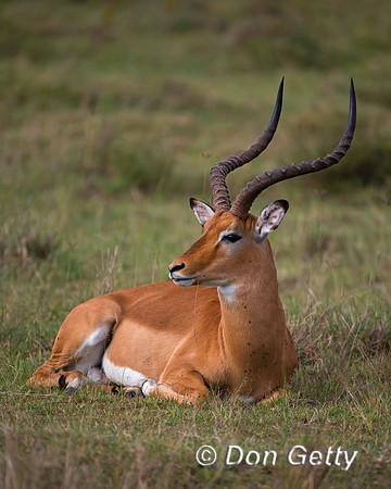 Impala