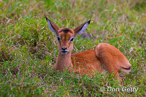 Impala