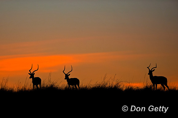 Impala