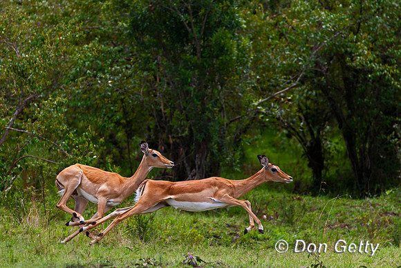 Impala