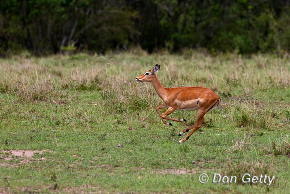 Impala