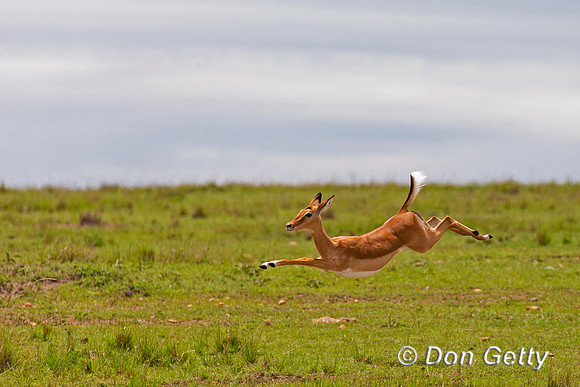 Impala