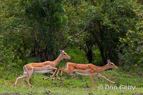 Impala