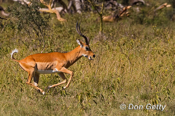 Impala