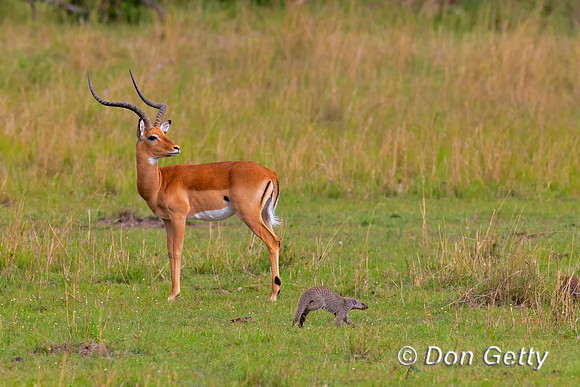 Impala