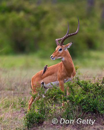 Impala