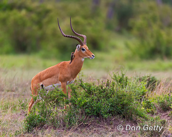 Impala