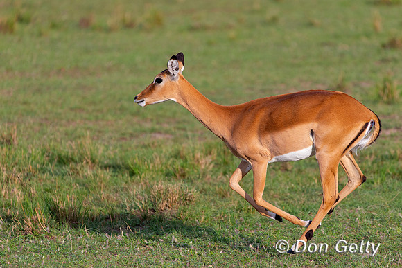 Impala