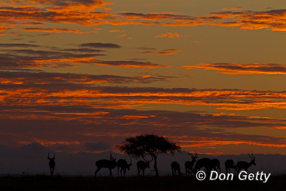 Impala