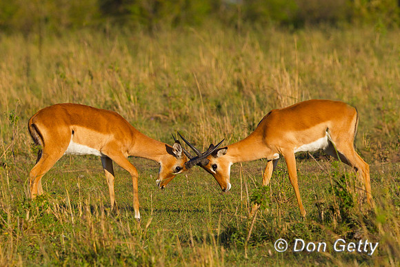 Impala