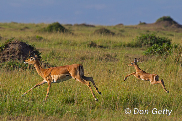 Impala