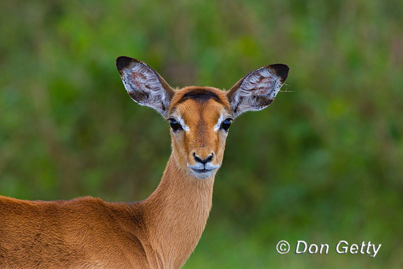 Impala