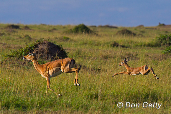 Impala
