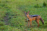 Black-backed Jackal