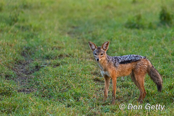 Black-backed Jackal