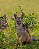 Black-backed Jackal